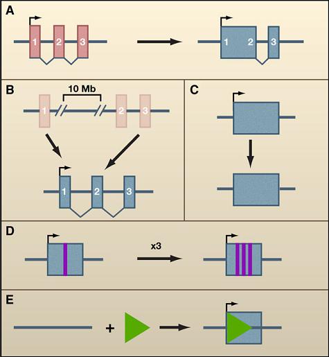 lncRNA起源