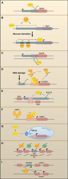 lncRNA影响转录调控的方式
