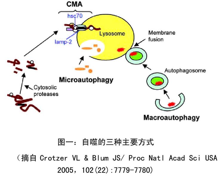 根据细胞内底物运送到溶酶体腔方式的不同，哺乳动物细胞autophagy 可分为三种主要方式：大自噬（Macroautophagy）、小自噬（Microautophagy）和分子伴侣介导的自噬 (Chaperone-mediated autophagy)。