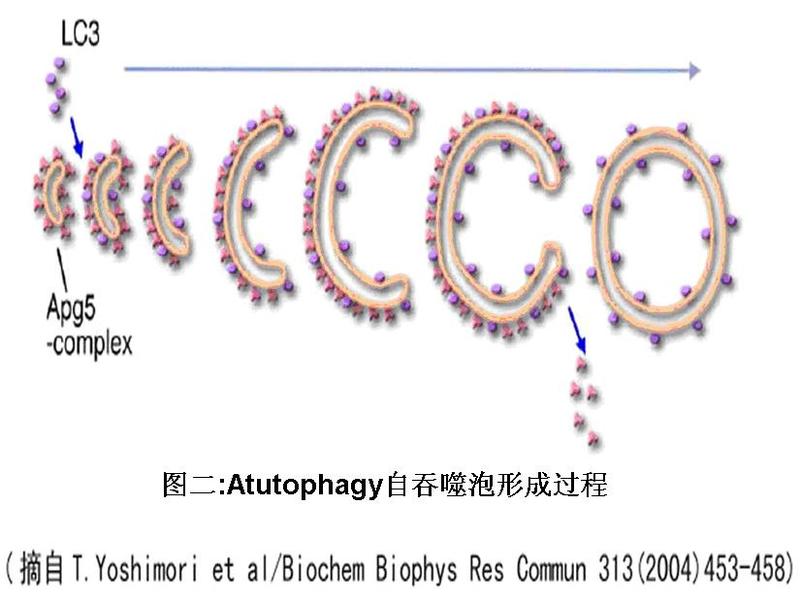 自吞噬泡形成过程