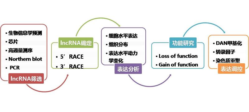 lncRNA研究策略