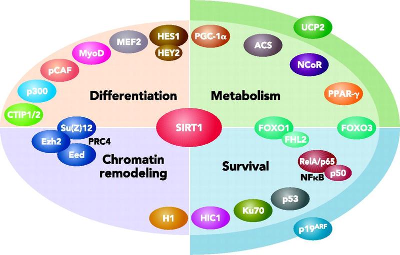 sirt1在细胞的代谢、分化和存活各方面都伴有重要的角色